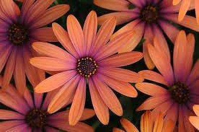 CYBEXIS Rare Pink Osteospermum Flower Seeds/Half-Hardy Perennial Seed(50 per packet)