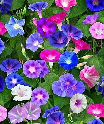 Infintegreen Morning glory Flower Seed(100 per packet)