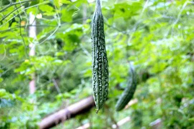 XOLDAA F1 BEST QUALITY BITTER GOURD SEEDS Seed(25 per packet)