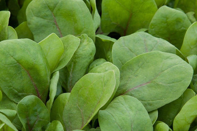 KNESSiN LAX-92 Spinach Rubino Seed(200 per packet)