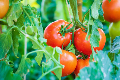 STARKC tomato Seed(145 per packet)