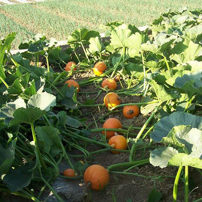 CYBEXIS Cuaurbit Seeds for Garden - Pumpkin Seeds400 Seeds Seed(400 per packet)