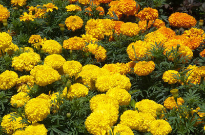 ZIXA marigold/gende ka phool flower seeds Seed(50 per packet)