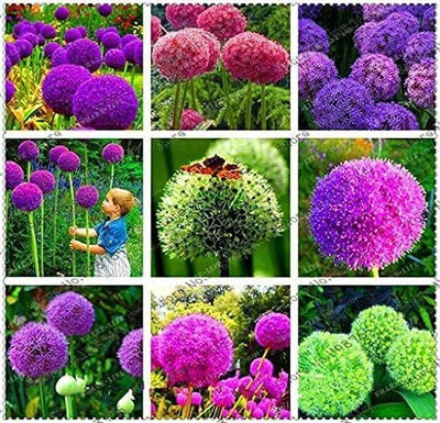 Qualtivate GBPT-7A Giant Onion Allium Mixed Color Flower Seed(500 per packet)