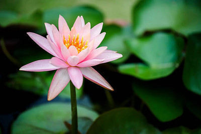 Liker lotus,kamal gatta Seed(10 per packet)