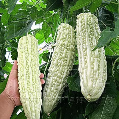 DIVINE BITTERGOURD Seed(40 per packet)