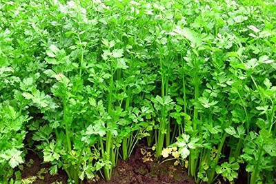 Qualtivate TLX-227 Chinese Celery Kintsai Leaf Celery Seed(500 per packet)