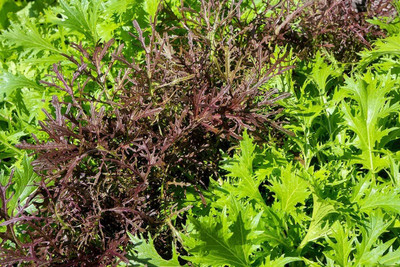 Qualtivate PAU-914 Mizuna Mix Lettuce(Japanese Cabbage) Seed(200 per packet)