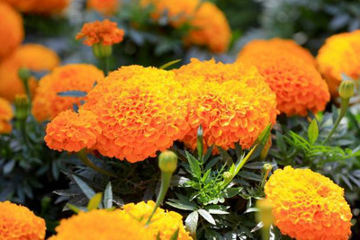 Rudra marigold/gende ka phool flower seeds Seed(75 per packet)