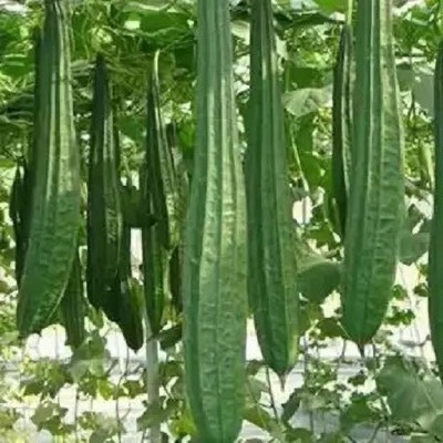 Aro Ridge Gourd, Turai, Luffa Seed(55 per packet)