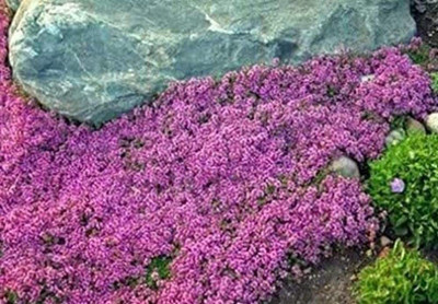 VibeX PUAS-9 - Creeping Thyme-Thymus Serpyllum - (1350 Seeds) Seed(1350 per packet)