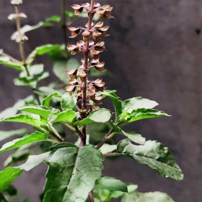 SUNWAN Rama Tulsi, Holy Basil, Tulsi/रामा तुलसी Plant Seed(100 per packet)