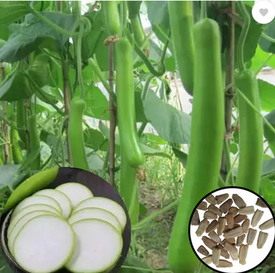 Greenfall Long Bottle Gourd Seeds for Healthy Gardens (15 per Packet) Seed(15 per packet)