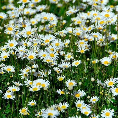 Qualtivate XL-5 Seeds Chamomile Roman Seed(250 per packet)