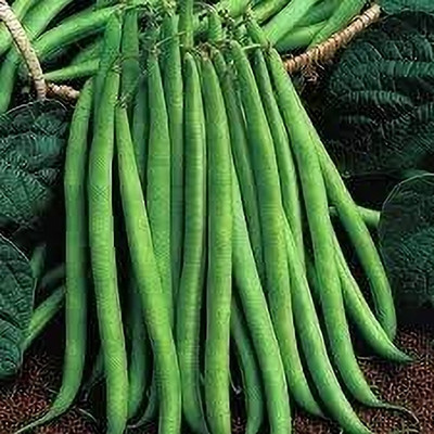 CRGO BEANS Seed(95 per packet)