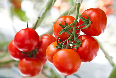 LRYS tomato Seed(85 per packet)