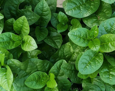 CYBEXIS LX-64 - Malabar Spinach for Planting - (750 Seeds) Seed(750 per packet)