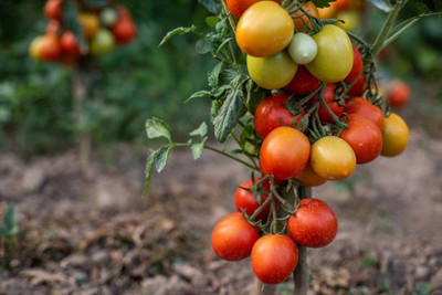 AGRYSO tomato Seed(140 per packet)