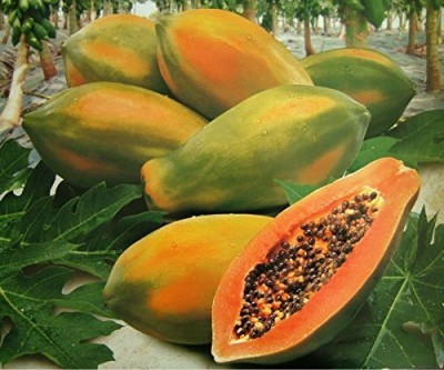 Lorvox Hybrid Taiwan Red Lady Papaya Seeds For Home Garden Seed(900 per packet)