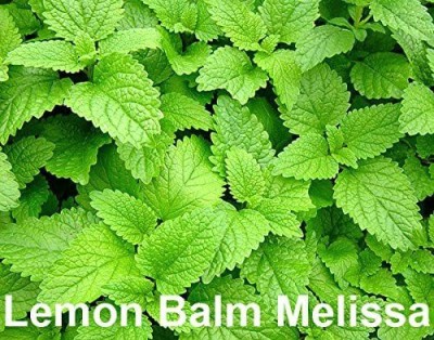 VibeX ® XLR-126 Lemon Balm Seeds Seed(200 per packet)