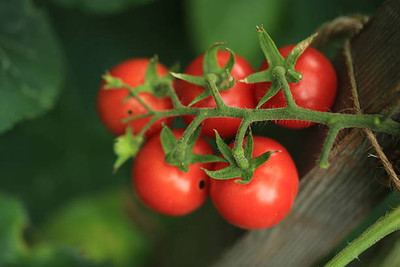 Etail tomato Seed(55 per packet)