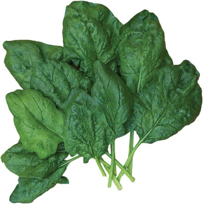 CYBEXIS LX-81 - Bloomsdale Long Standing Spinach - (2250 Seeds) Seed(2250 per packet)