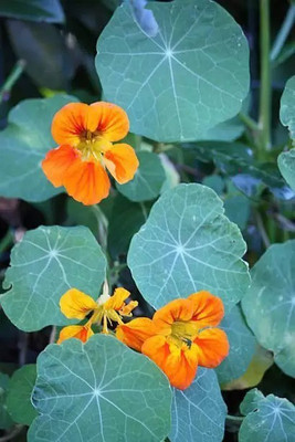 MAA Nasturtium Seed(44 per packet)