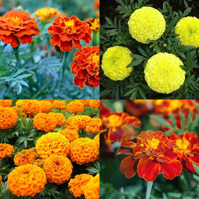ibains Genda flower seeds mix color 37 Seed(37 per packet)
