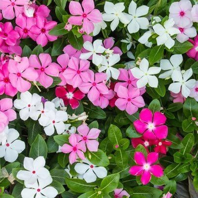 Lorvox Vinca/sadabahar Mixed Color Hybrid Flower Seed(120 per packet)