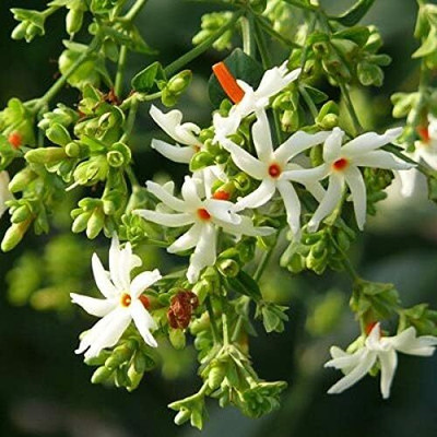KNESSiN Coral Jasmine, Tree of Sorrow, Queen of The Night Seed(50 per packet)