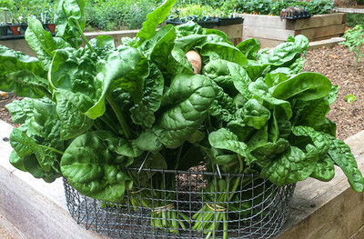 jkfarm Palak, Spinach Seed(300 per packet)
