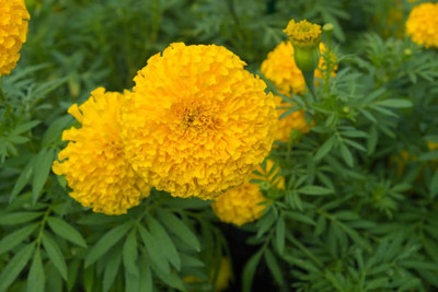 prev marigold/gende ka phool flower seeds Seed(25 per packet)