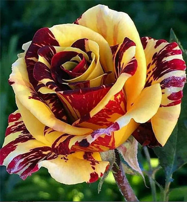 WILLVINE XL-509 Rare Varieties Mixed Petsls Rose Seeds Seed(50 per packet)