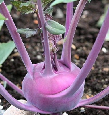 KNESSiN KNOL KHOL PURPLE VIENA [400 Seeds] Seed(400 per packet)