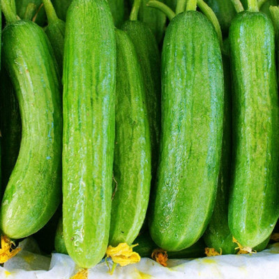 CYBEXIS Seeds of Cucumber Beth Alpha2000 Seeds Seed(2000 per packet)