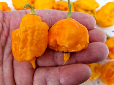 Biosnyg High Germination Carolina Reaper Orange Chilli Seeds for Garden-(4000 Seeds) Seed(4000 per packet)