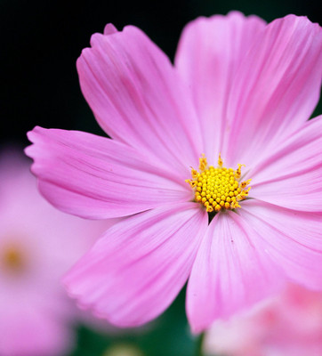 JAWKEY 'Sensation' cosmos Seed(20 per packet)