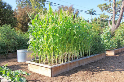 WILLVINE VMR -IX Sugar Sweet Corn Seeds-[250g] Seed(1000 per packet)