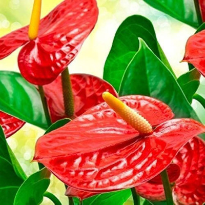 BJUBAS Anthurium seeds PACK OF 27 Seed(27 per packet)