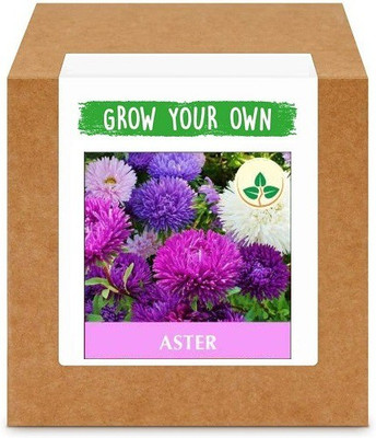 CYBEXIS Aster400 Seeds Seed(400 per packet)