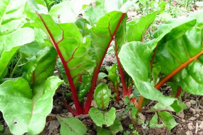 CYBEXIS Heirloom Rhubarb Chard Seeds500 Seeds Seed(500 per packet)