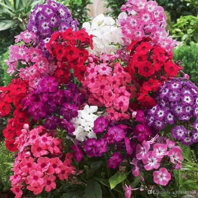 ACCELCROP Phlox Mixed Color F1 Hybrid Seed(125 per packet)