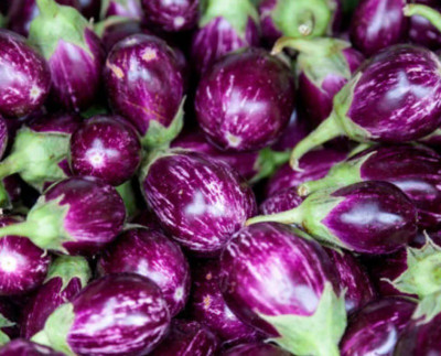 UGRA Rosa Bianca Eggplant Vegetable Seed(250 per packet)