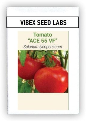 CYBEXIS F1 Hybrid Ace 55 VF Tomato Seeds1000 Seeds Seed(1000 per packet)