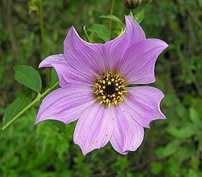 VibeX ATS-16 - Dahlia imperialis | Giant - (540 Seeds) Seed(540 per packet)