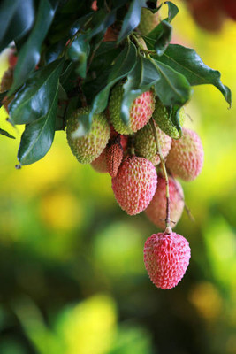 MAA LITCHI,LICHEE,LYCHEE Seed(10 per packet)