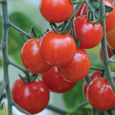 ActrovaX Cherry Tomato Vegetable [2000 Seeds] Seed(2000 per packet)
