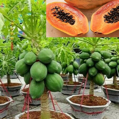 DEYS AGRO ™ hybrid red lady papaya seeds,fruit Seed(65 per packet)