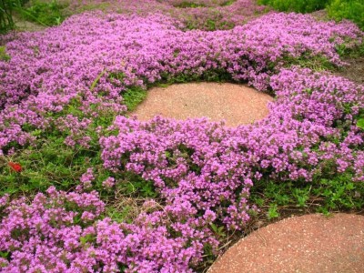 CYBEXIS ATS-67 - Ground Cover Creeping Thyme - (450 Seeds) Seed(450 per packet)