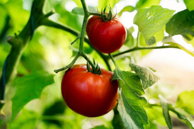 Deshi Nushke tomato Seed(95 per packet)